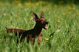PINSCHER NAIN 091